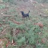 Chien jory à l adoption #2