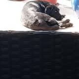 Chien jory à l adoption #3