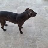Chien bounty à l adoption #4