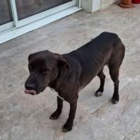 Chien bounty à l adoption