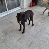 Chien bounty à l adoption #3