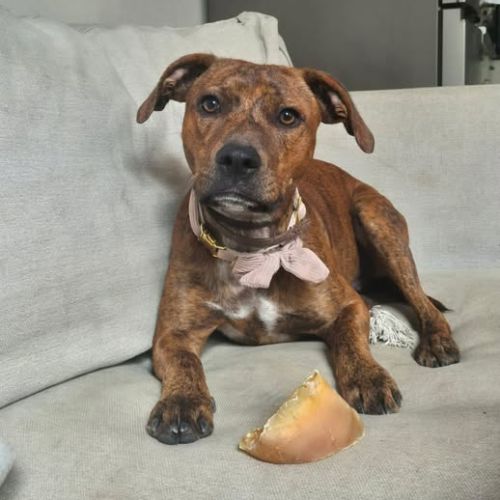 Chien gipsy à l adoption #0