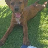 Chien gipsy à l adoption #2