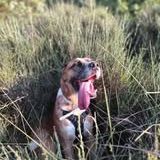 Chien lucien dit lulu à l adoption #2