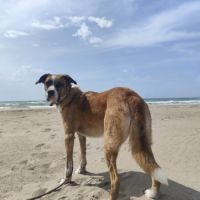 Chien lucien dit lulu à l adoption