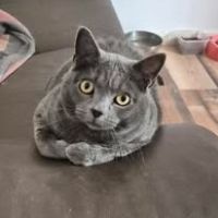 Chat mimine à l adoption