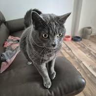 Chat mimine à l adoption #2