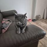 Chat mimine à l adoption #3