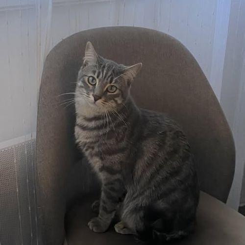 Chat nemir à l adoption