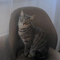 Chat nemir à l adoption