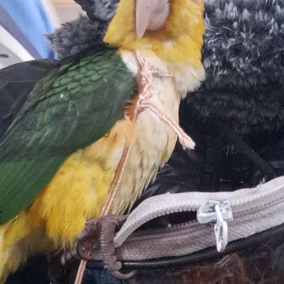 Jeune caïque eam #1