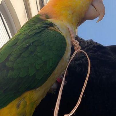 Jeune caïque eam #3