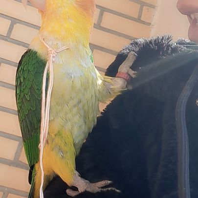 Jeune caïque eam #5