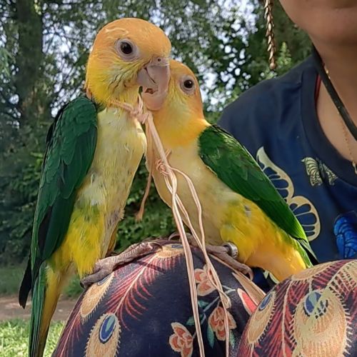 Jeune caïque eam #6