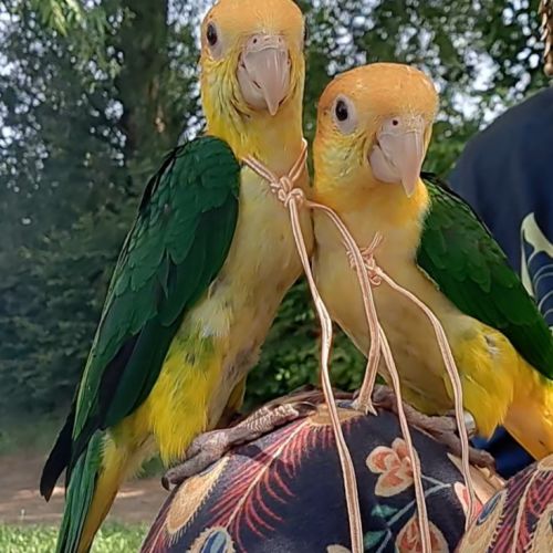 Jeune caïque eam #7