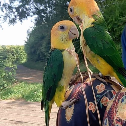 Jeune caïque eam #0