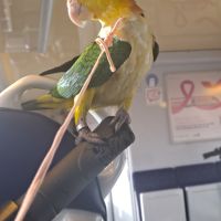 Jeune caïque eam #2