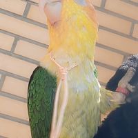 Jeune caïque eam #4