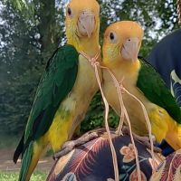 Jeune caïque eam #7