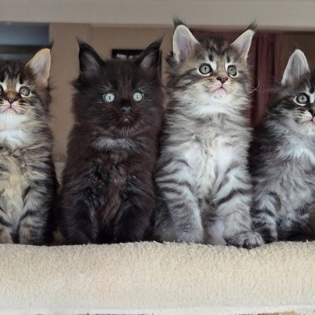 Chaton maine coon loof