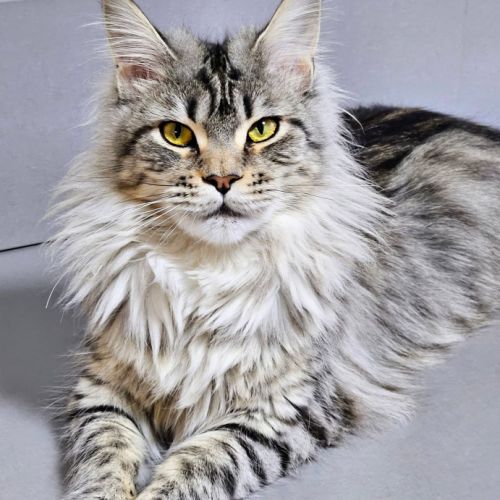 Chaton maine coon loof #2