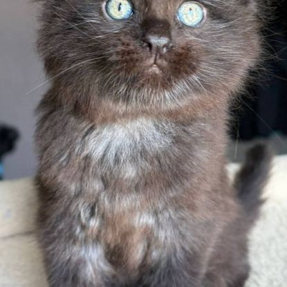 Chaton maine coon loof #3