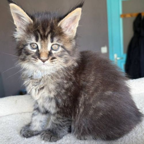 Chaton maine coon loof #5