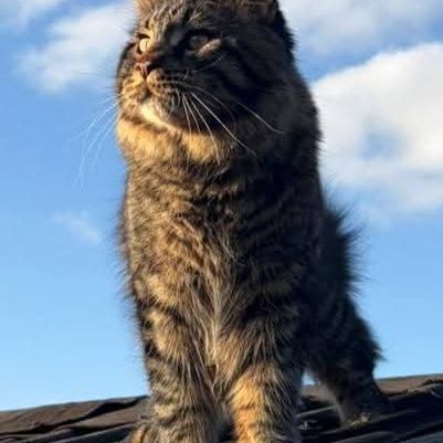 Chaton maine coon loof #7