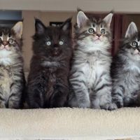 Chaton maine coon loof #0