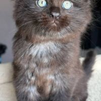 Chaton maine coon loof #3