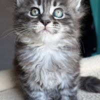 Chaton maine coon loof #4
