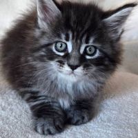 Chaton maine coon loof #6