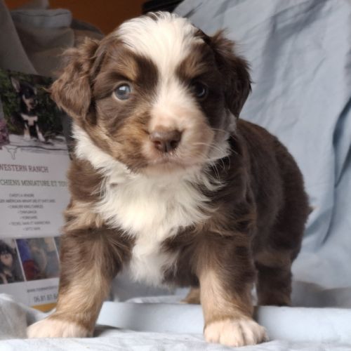 Chiots berger américain miniature lof #1