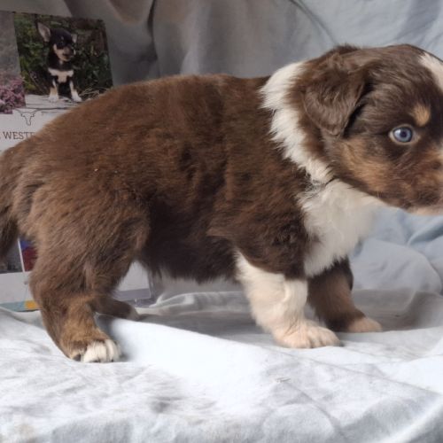 Chiots berger américain miniature lof #2