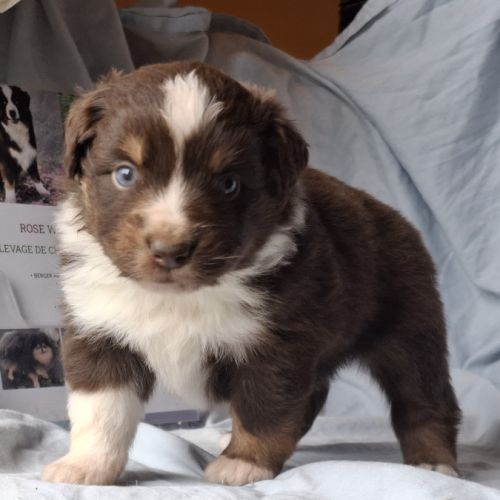 Chiots berger américain miniature lof #3