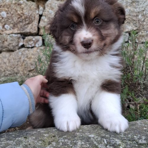 Chiots berger américain miniature lof #5