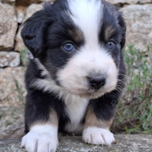 Chiots berger américain miniature lof #6