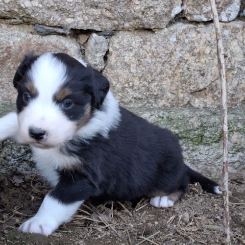 Chiots berger américain miniature lof #7