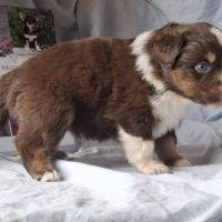 Chiots berger américain miniature lof #2