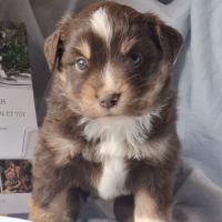 Chiots berger américain miniature lof