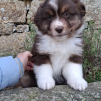 Chiots berger américain miniature lof #5