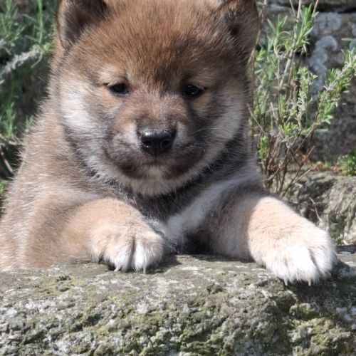 Chiots shiba inu lof #0