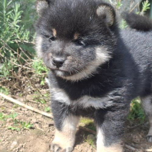 Chiots shiba inu lof #4