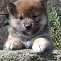 Chiots shiba inu lof #2