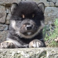 Chiots shiba inu lof #3