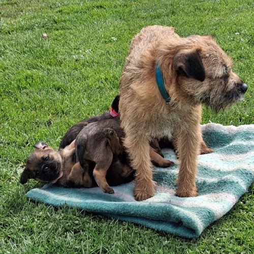 Chiots  type  border terrier #1
