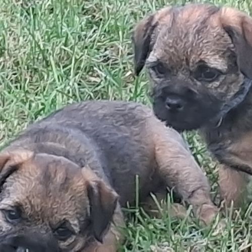 Chiots  type  border terrier
