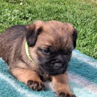 Chiots  type  border terrier #2