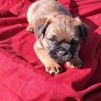 Chiots  type  border terrier #3