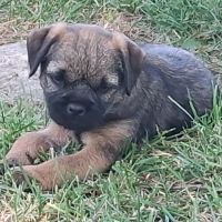 Chiots  type  border terrier #4
